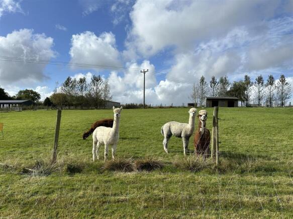 ALPACA BLUE SKY PHOTO FIELD .jpg