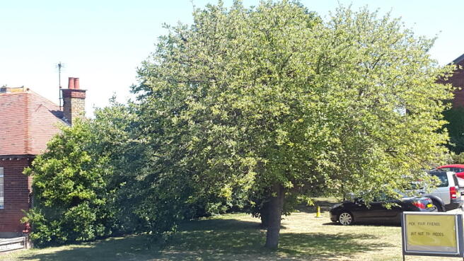 Photo 14