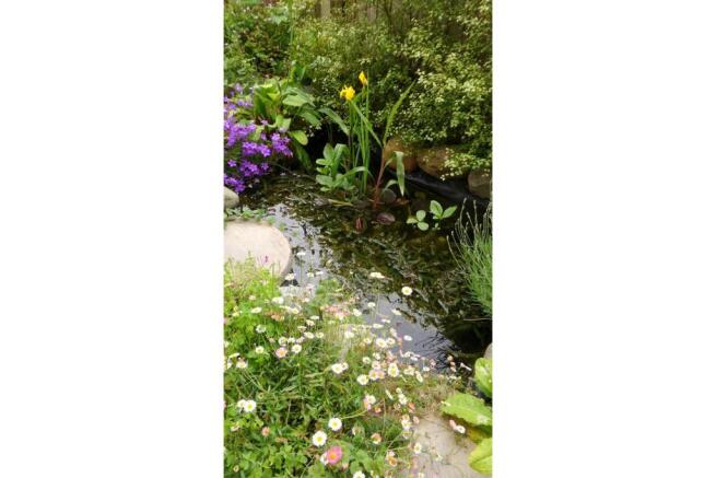 Pond