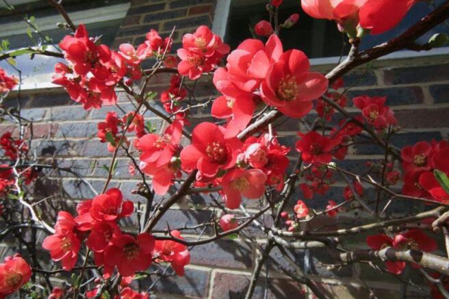 Japonica