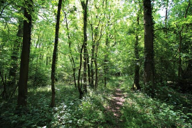 Woodlands