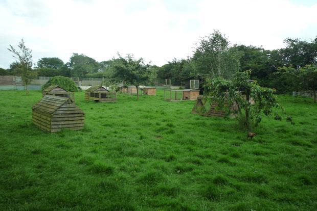 Free Range Area