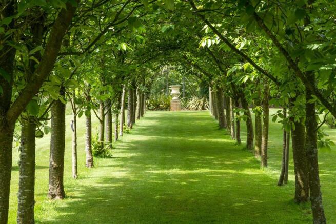 Avenue of Trees
