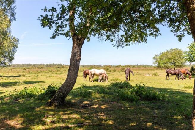 The New Forest
