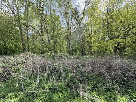 Woodland to Rear
