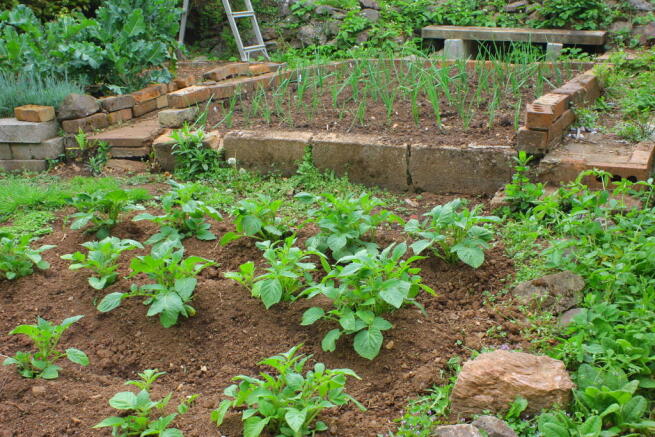 Garden vegetable ...