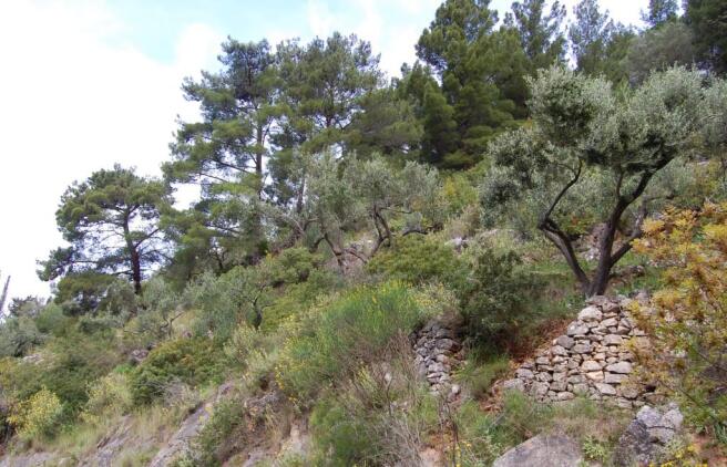 Terrain & landscape