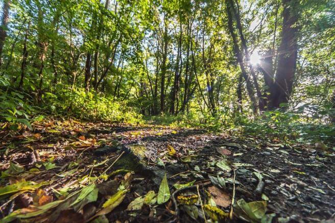 Comunal Woodland