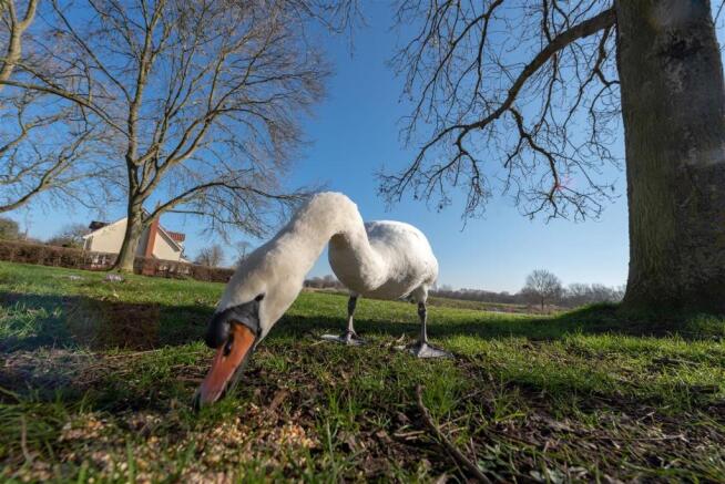 swan
