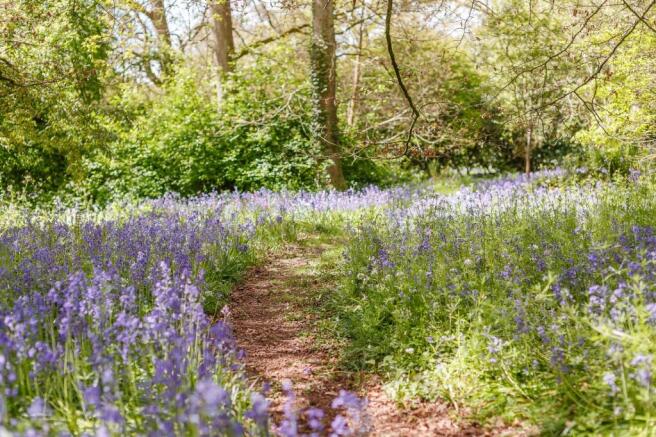 The Woodland