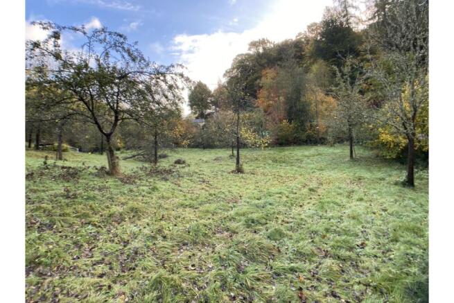 Orchard