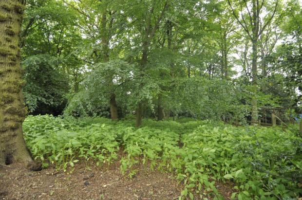 Woodland