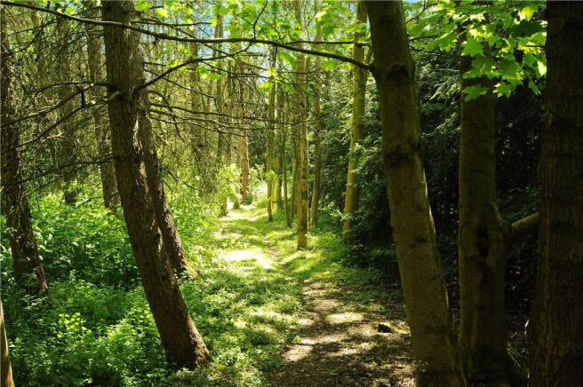 Woodland