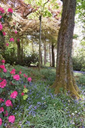 Woodland