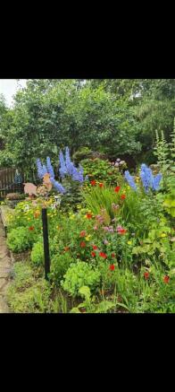 Garden in summer