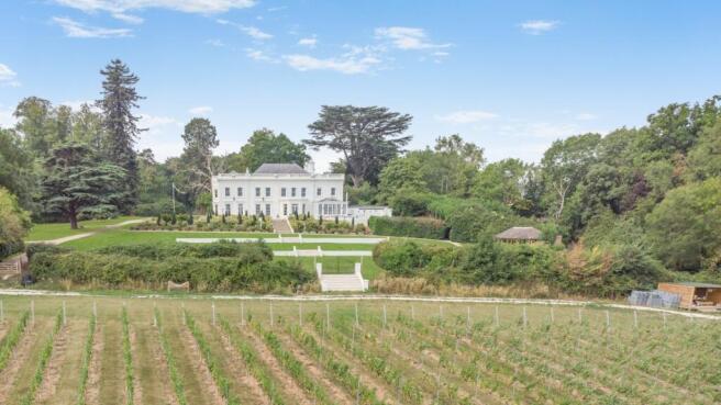 Vineyard