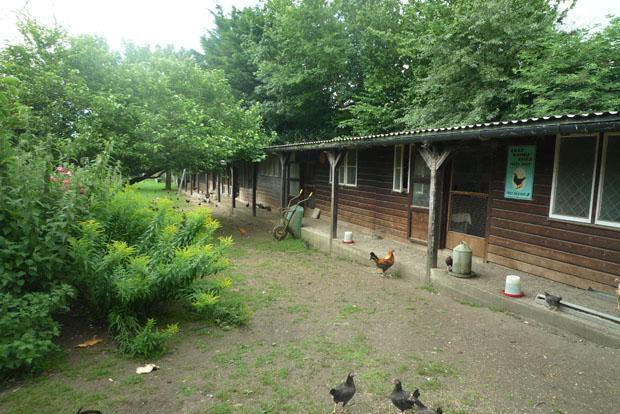 Chicken Sheds