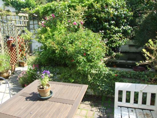 Patio and Pond