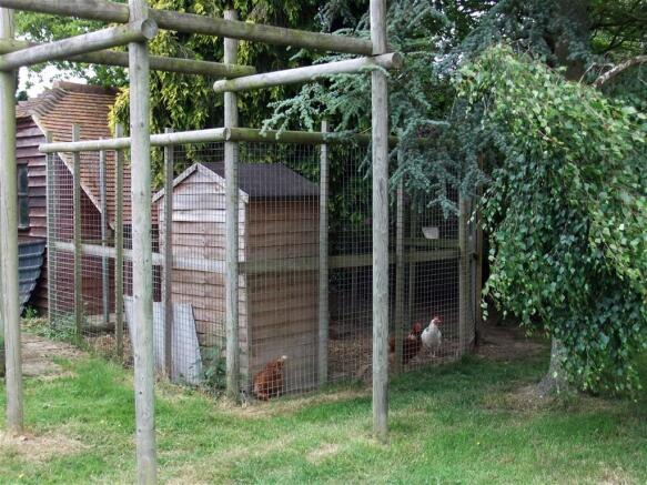 Chickens