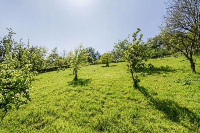 Orchard