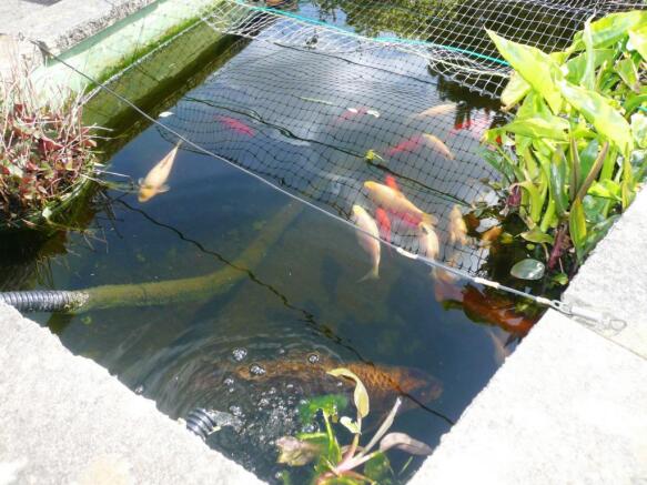 Pond