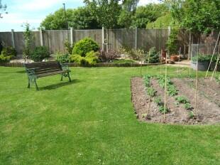 Vegetable Plot