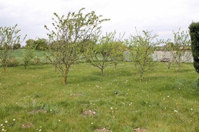 Orchard