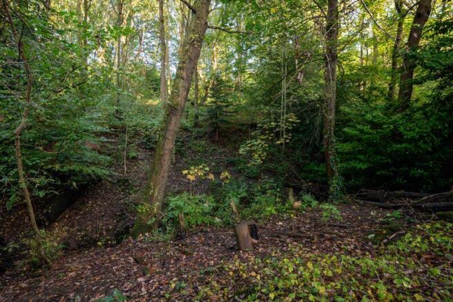 Woodland Part of Garden