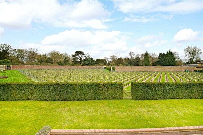 Vineyard Views