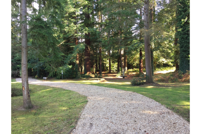 Woodland