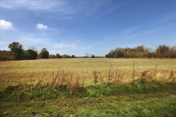 Field Views