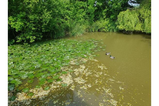 Pond