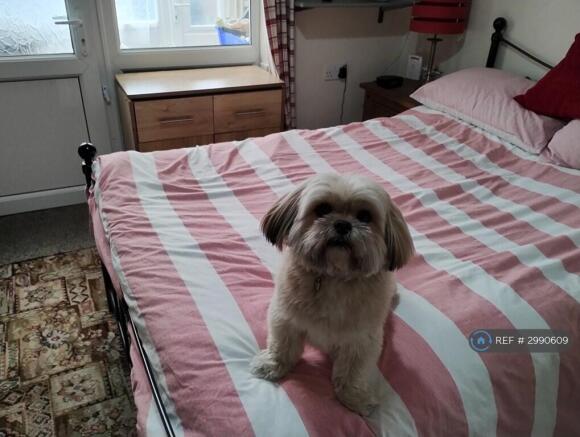 Boy Lhasa Wltm Girl For Woof's, Sniff's & More