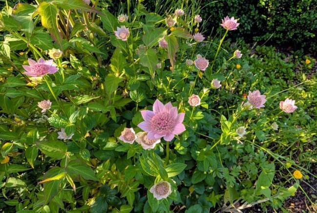 Cottage garden in summer3.jpg