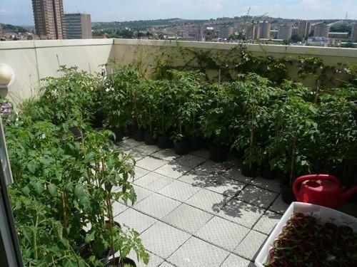 terrace