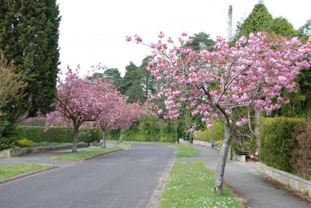 tree line road