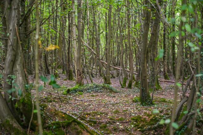 Woods