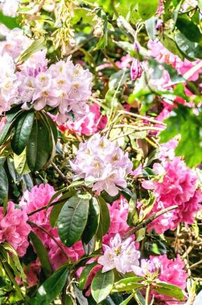 Rhododendroms