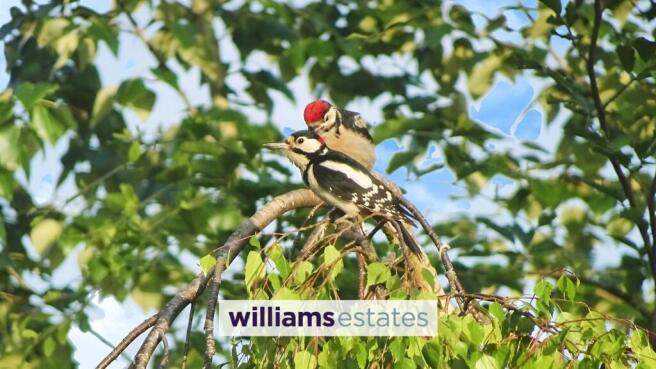 Vendors Own Photo Woodpeckers