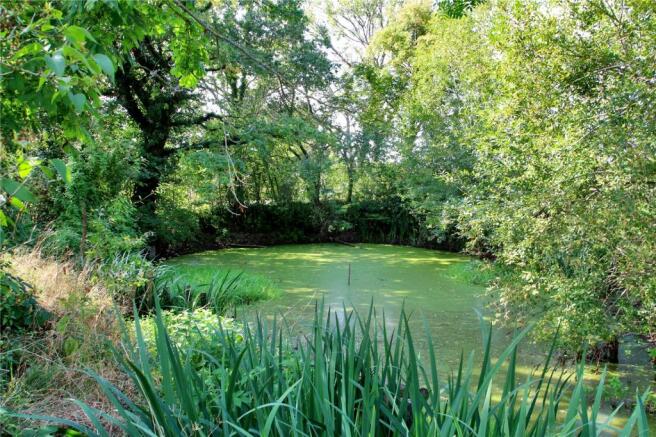 Pond