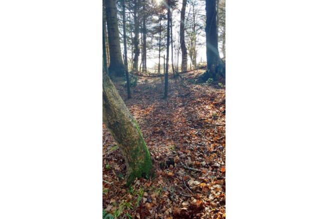 Woodland