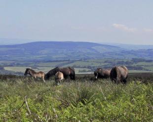 Exmoor National Park