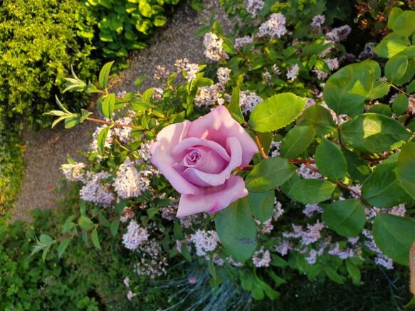 6.  The Coaches blue mooon rose and and deutzia Ma