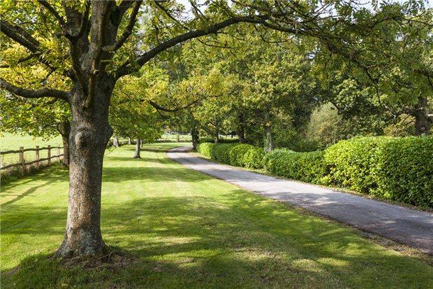 Tree Lined Driveway