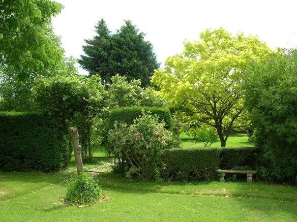 Catalpa.jpg