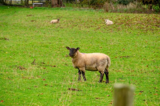 Manor_farm_aislaby-25[1].jpg
