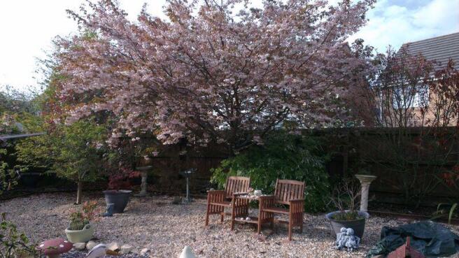 Rear Garden in...
