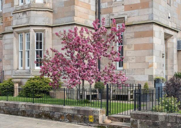 Cherry Blossom
