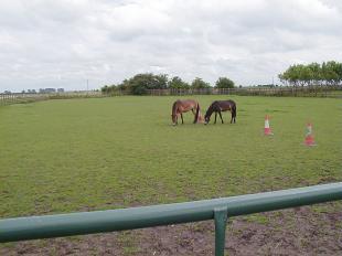 Paddock