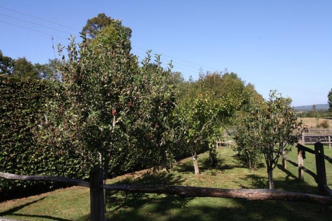Orchard